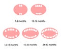 Baby teeth on a white background. Teeth growth.